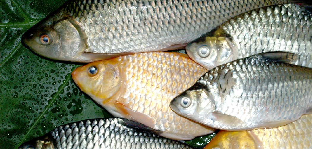 How to Catch White Perch