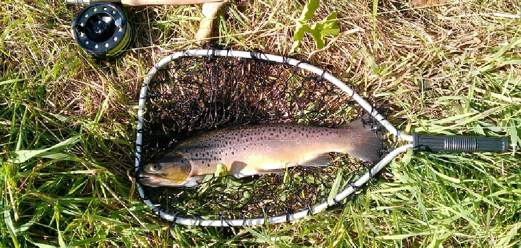 How to Fly Fish for Steelhead