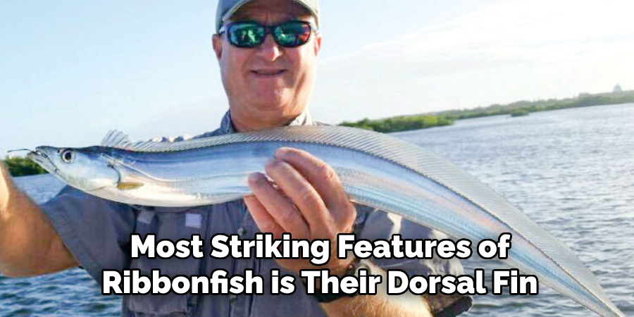 Most Striking Features of
Ribbonfish is Their Dorsal Fin