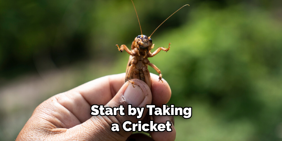 Start by Taking a Cricket