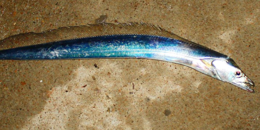 How to Catch Ribbon Fish
