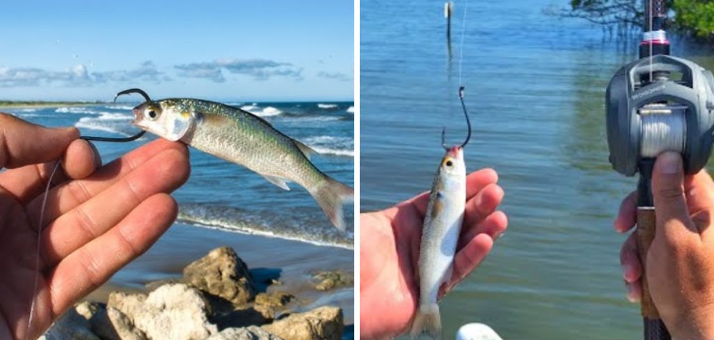 How to Catch Finger Mullet