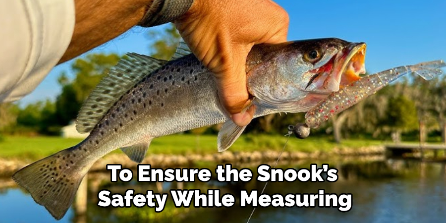 To Ensure the Snook’s Safety While Measuring