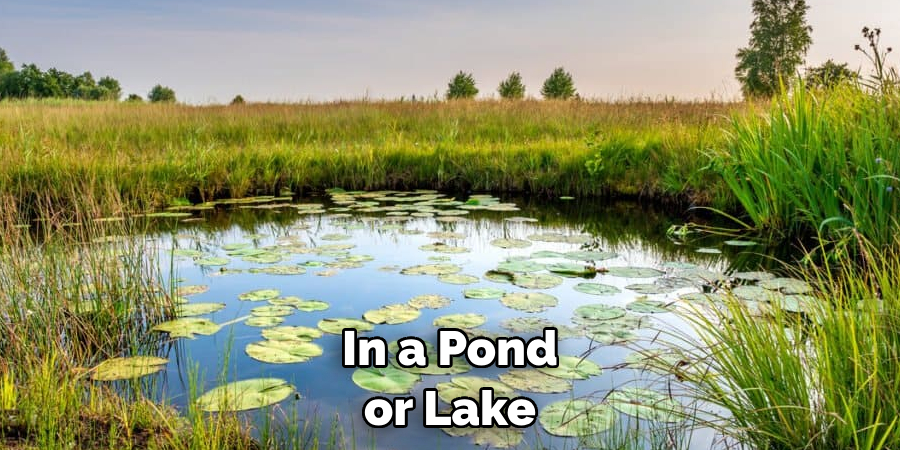 In a Pond or Lake