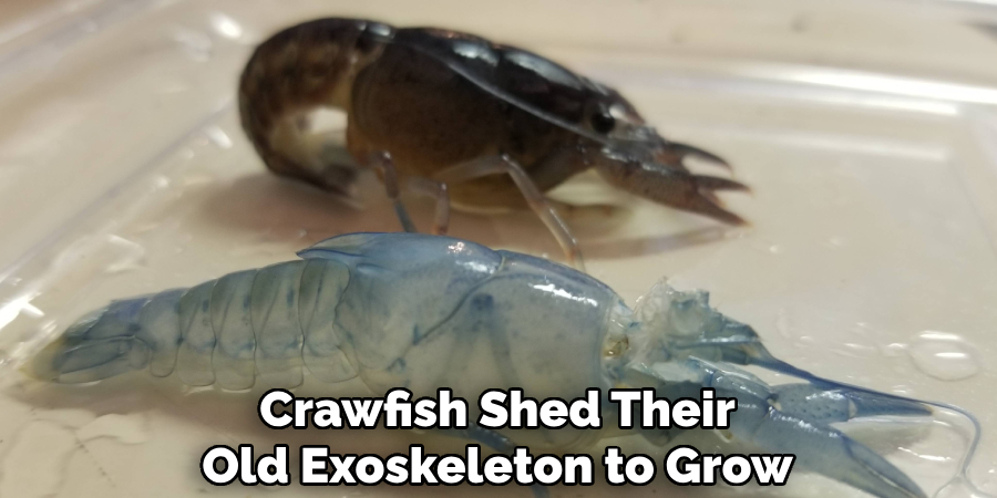 Crawfish Shed Their
Old Exoskeleton to Grow