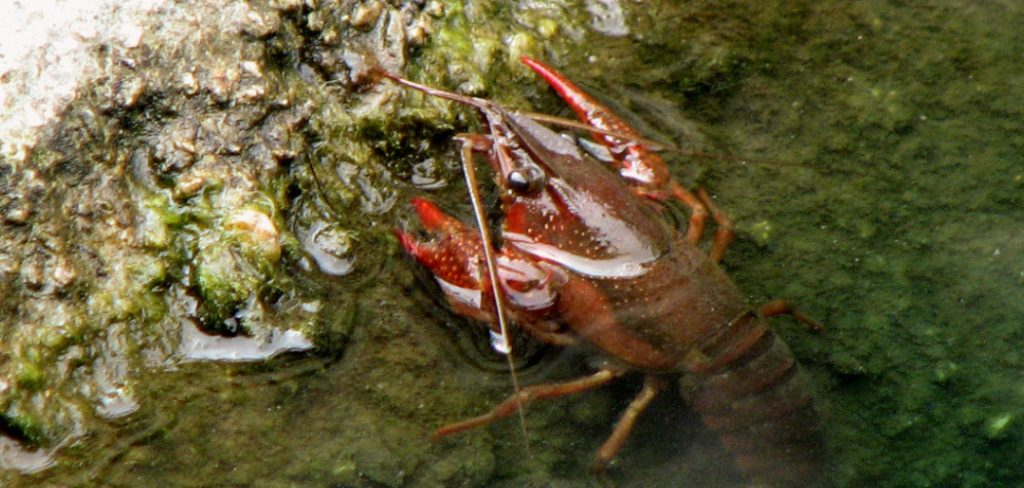 How to Keep Crawfish Alive