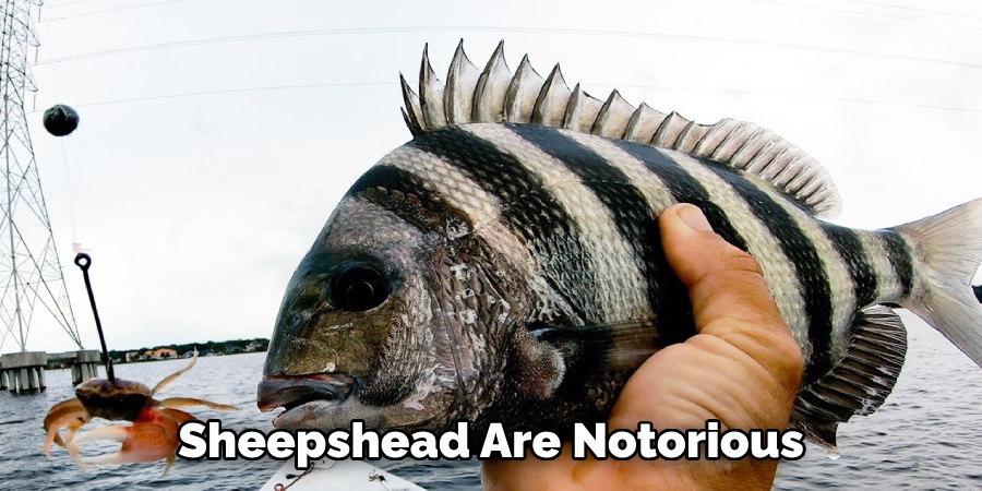 Sheepshead Are Notorious
