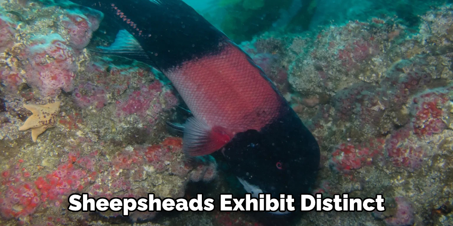 Sheepsheads Exhibit Distinct