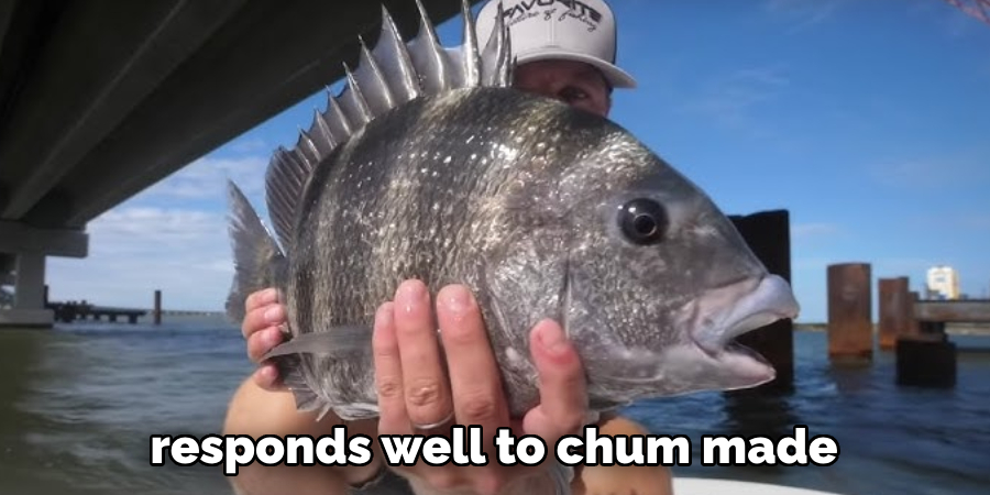 responds well to chum made