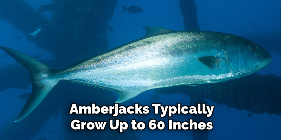 Amberjacks Typically Grow Up to 60 Inches