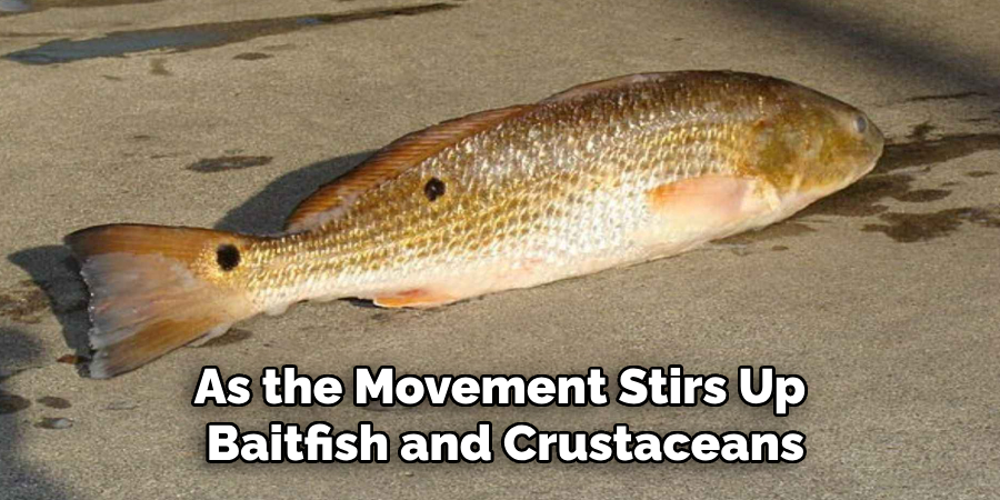 As the Movement Stirs Up Baitfish and Crustaceans