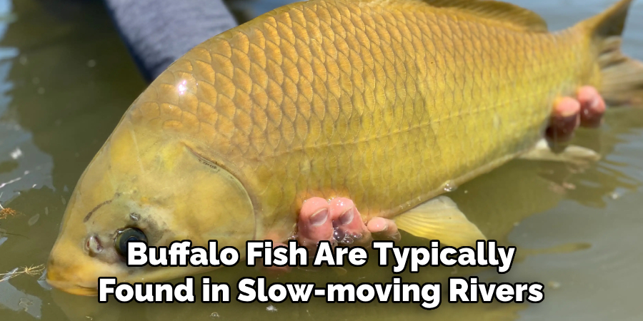 Buffalo Fish Are Typically Found in Slow-moving Rivers