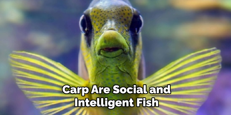 Carp Are Social and Intelligent Fish