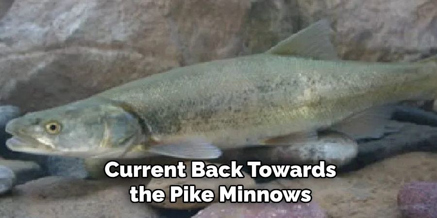 Current Back Towards the Pike Minnows