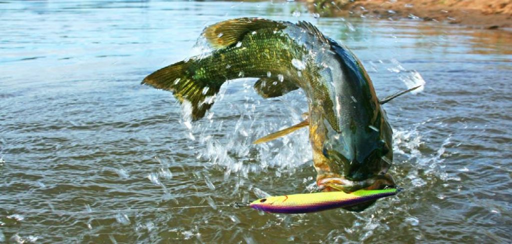 How to Rig Shiners for Bass Fishing