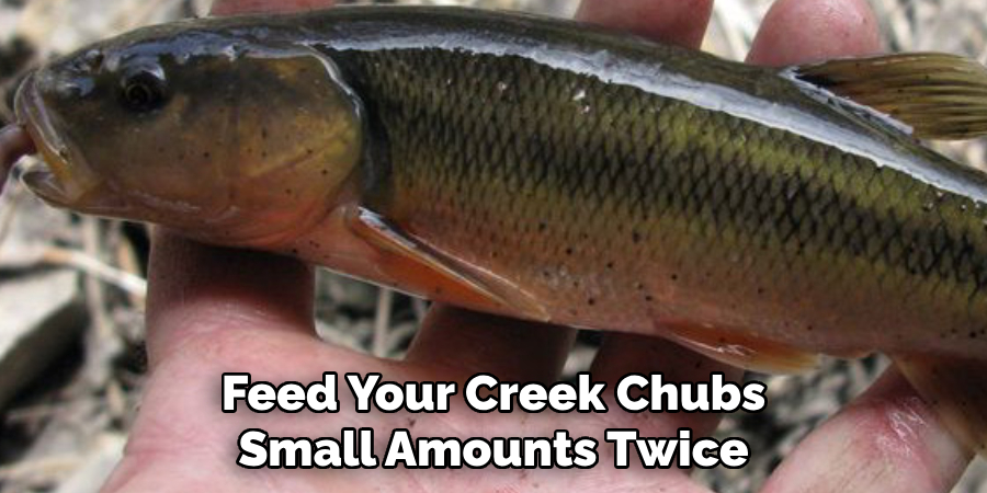 Feed your creek chubs small amounts twice