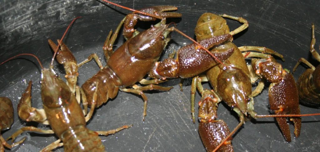 How to Bait a Crawfish