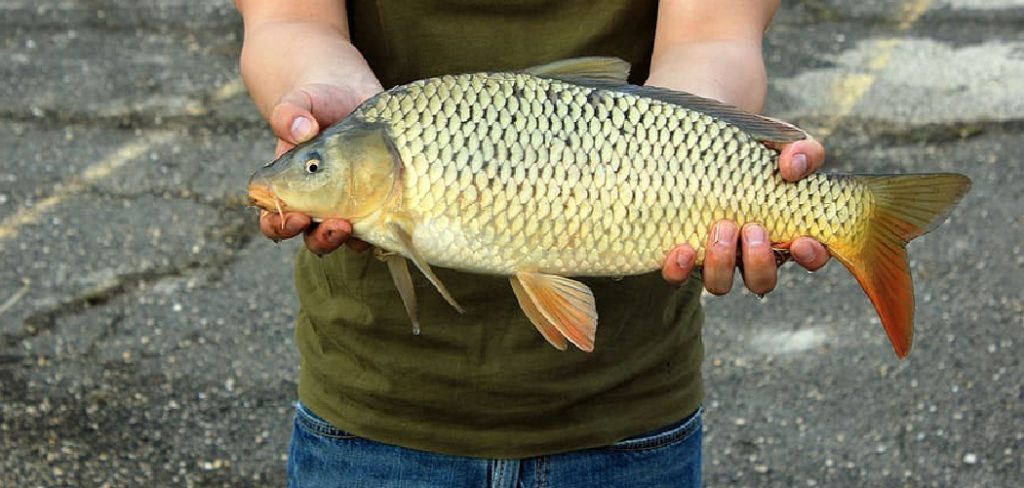 How to Catch Carp on Fly