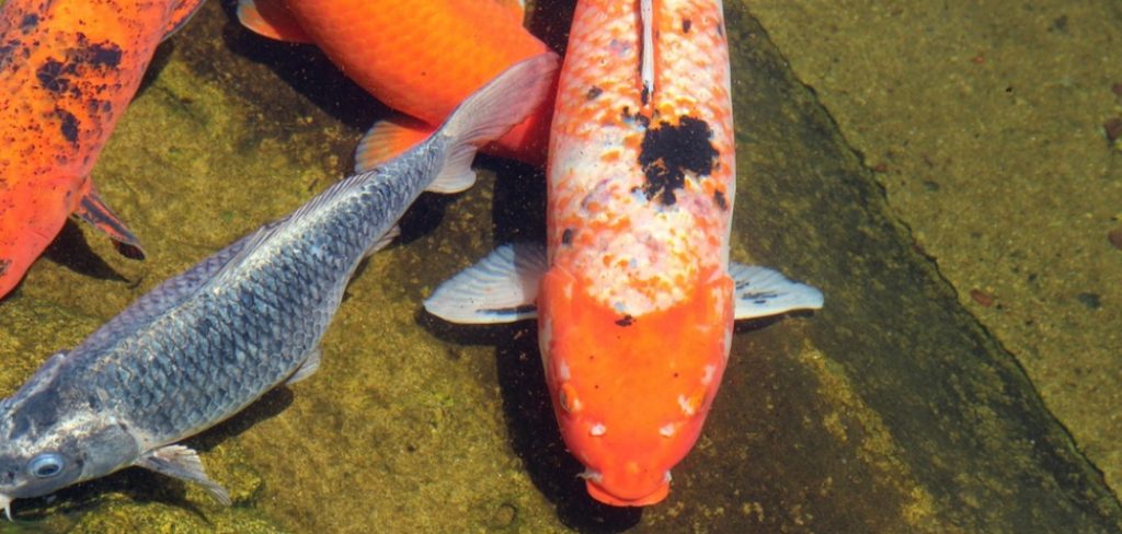 How to Catch Koi Carp