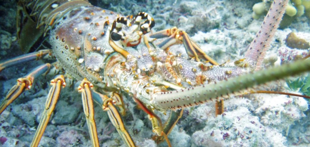 How to Catch Lobster in the Keys