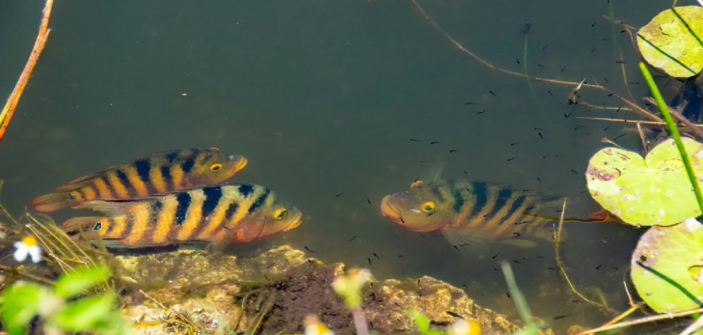 How to Catch Mayan Cichlids