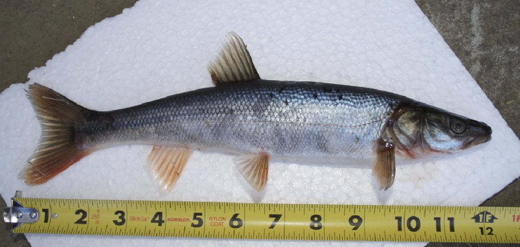 How to Catch Northern Pike Minnows
