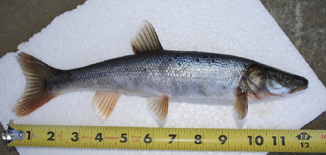 How to Catch Northern Pike Minnows