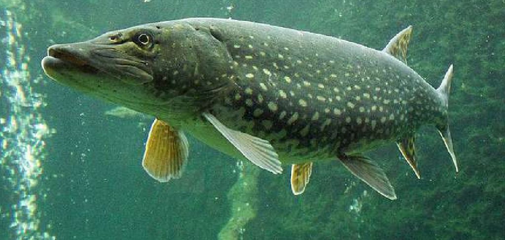 How to Catch Palomino Trout