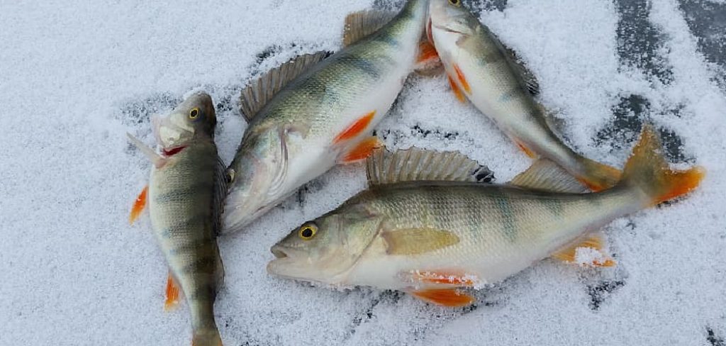 How to Catch Perch Ice Fishing