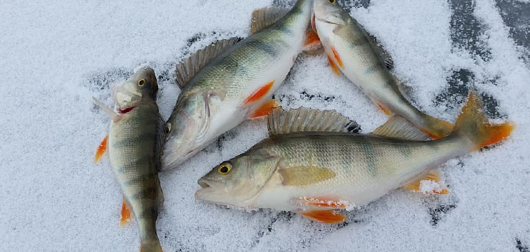 How to Catch Perch Ice Fishing