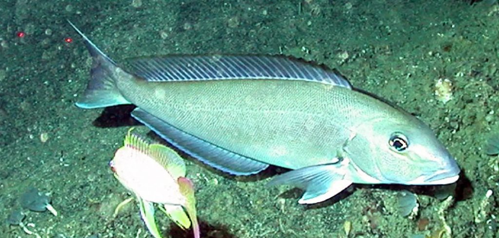 How to Catch Tilefish
