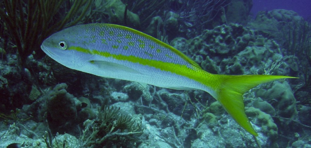 How to Catch Yellowtail Snapper
