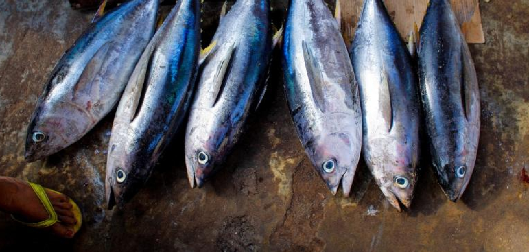 If you’ve ever wondered how to catch a almadraba, this article will serve as a comprehensive guide to one of the most fascinating and eco-friendly fishing methods still in use today.