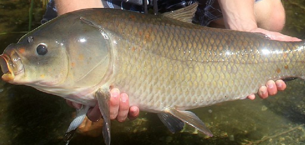 How to Catch a Buffalo Fish