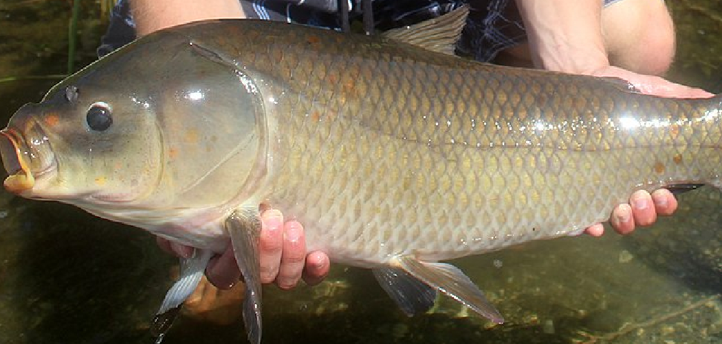 How to Catch a Buffalo Fish