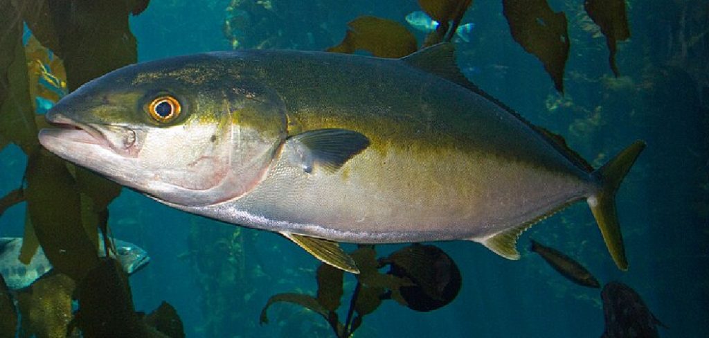 How to Fish for Amberjack