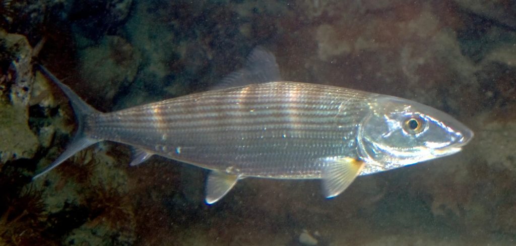 How to Fish for Bonefish