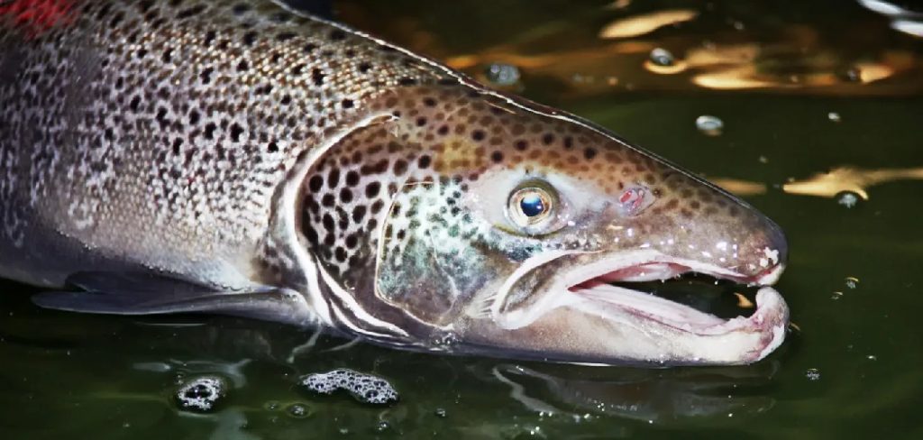 How to Fish for Landlocked Salmon