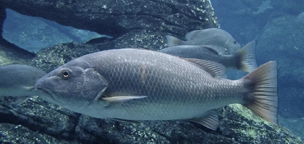 How to Fish for Mangrove Snapper