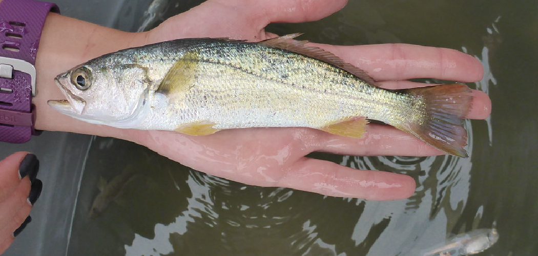 How to Fish for Weakfish