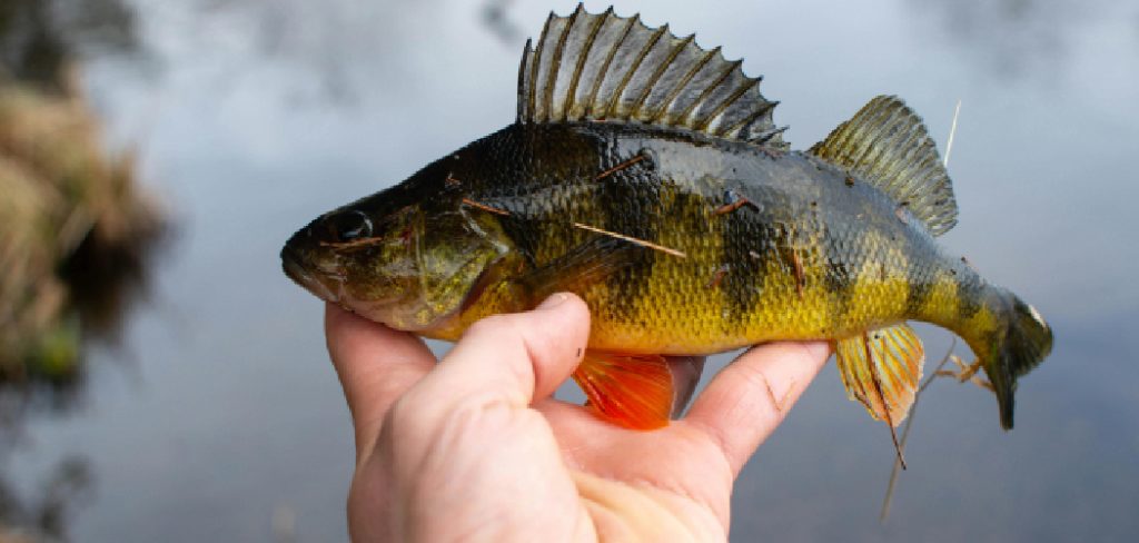 How to Hook a Bluegill for Bait