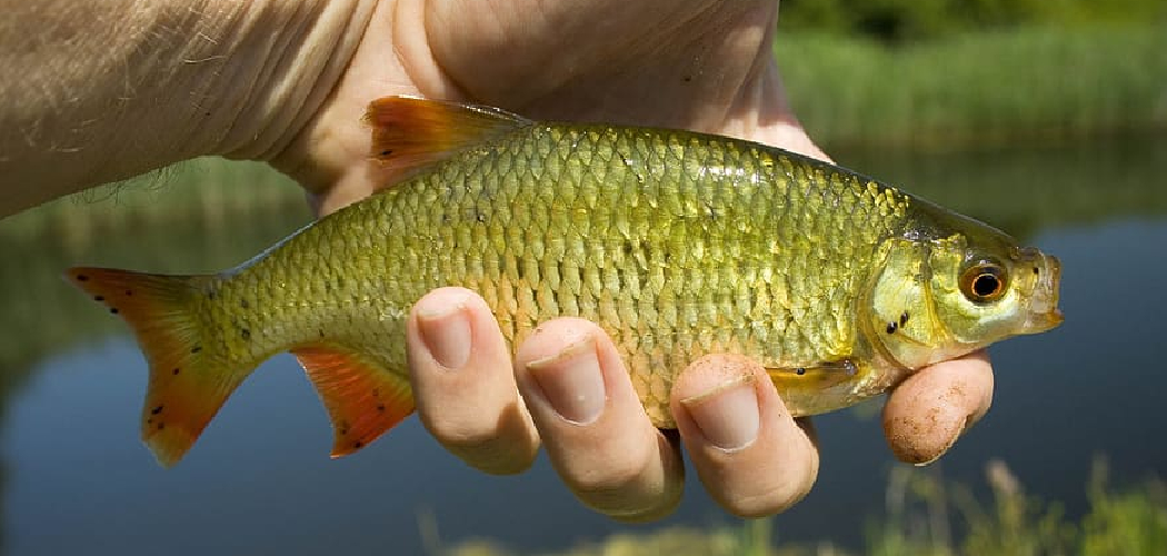 How to Hook a Live Shiner