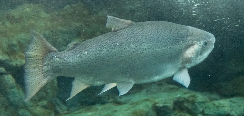 How to Identify Salmon