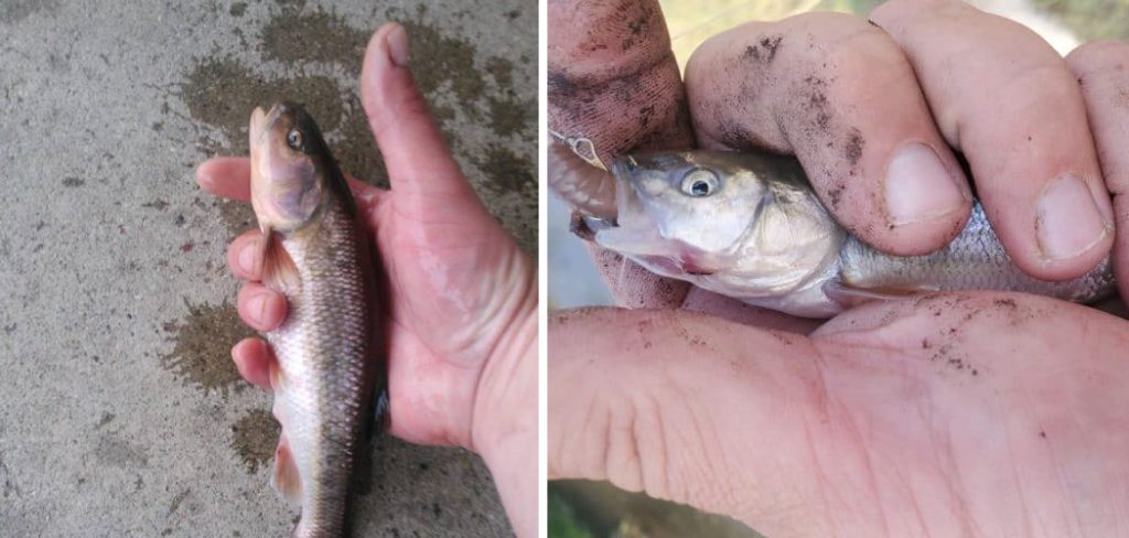 How to Keep Creek Chubs Alive
