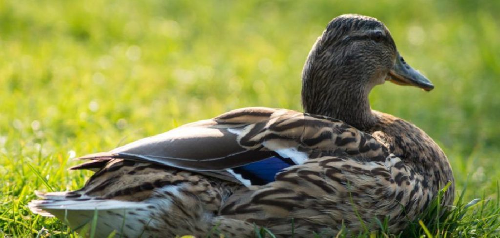 How to Rig a Duck Decoy