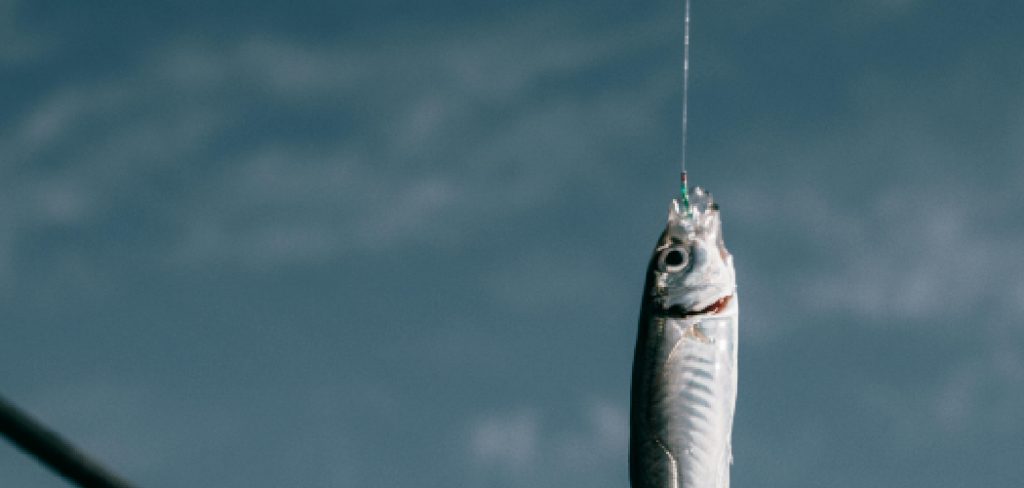 How to Rig a Shad