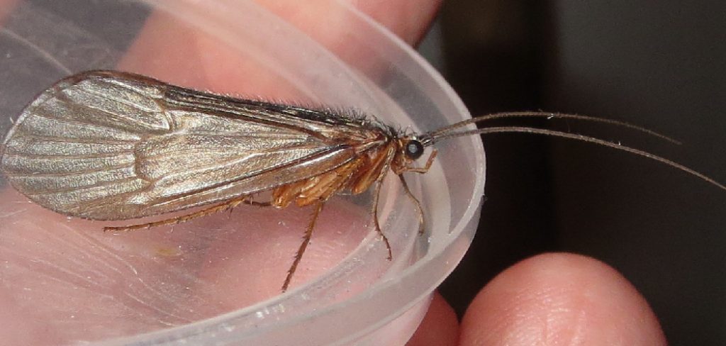 How to Tie Caddis Fly