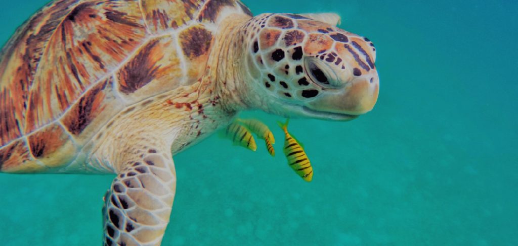How to Unhook a Turtle