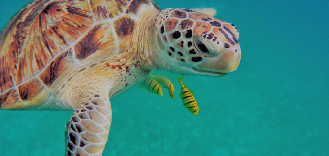 How to Unhook a Turtle