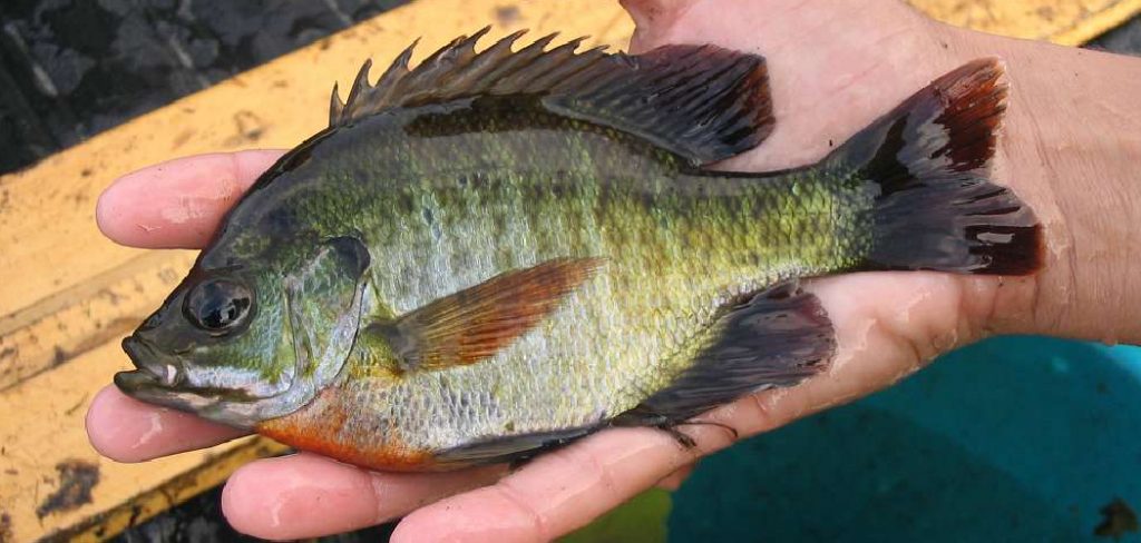 How to Use Bluegill as Bait